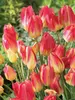 Tulip Antoinette