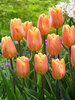 Tulip Bellville