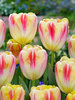 Tulip Buckingham