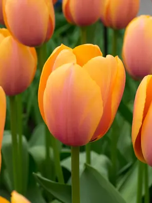 Link to Tulip Blushing Impression