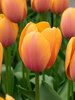 Tulip Blushing Impression