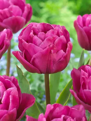 Link to Tulip Backpacker