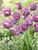 Tulip Bleu-Aimable
