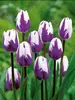 Tulip Blueberry Ripple