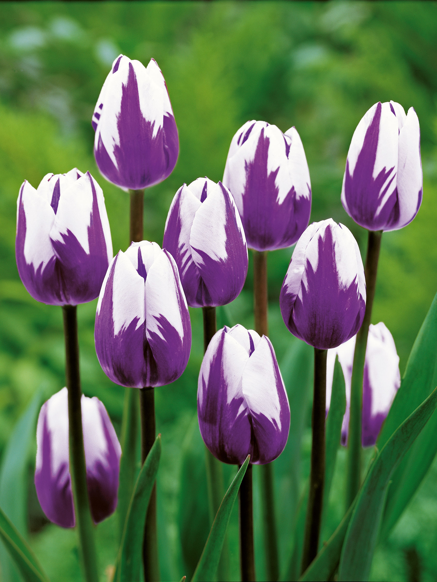 Tulip Blueberry Ripple | Bluestone Perennials