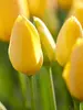 Tulip Big-Smile