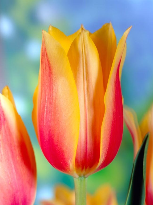 Tulip Blushing-Beauty