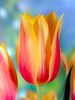 Tulip Blushing-Beauty