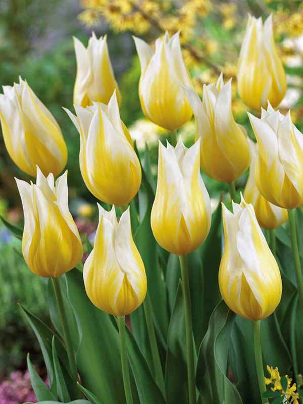 Tulip Budlight