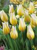 Tulip Budlight