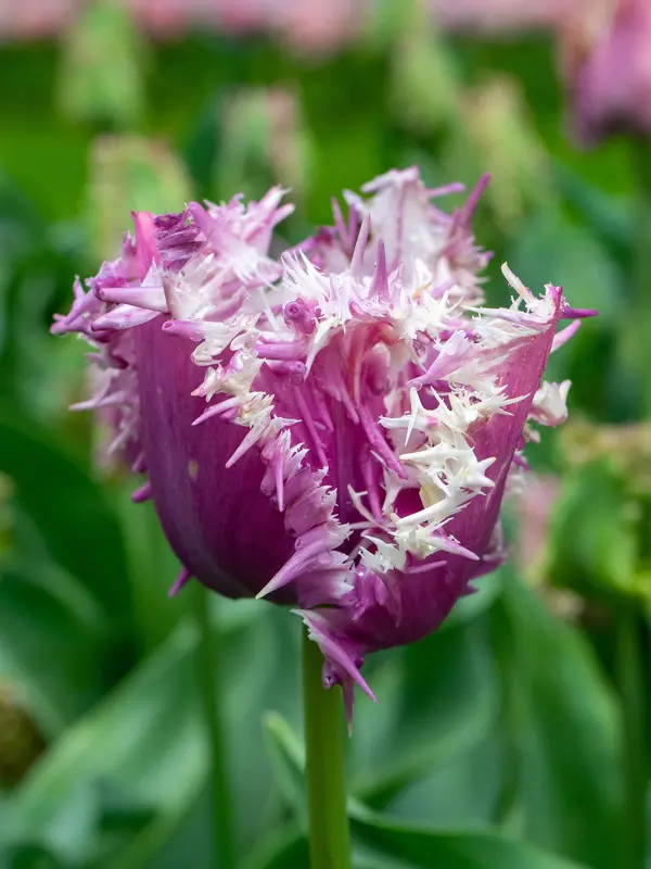 Bluestone Perennials Tulip Crunchy Cummins