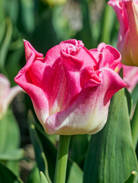 Photo of Tulip Crown of Dynasty