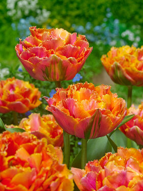 Photo of Tulip Royal Centennial (X6)