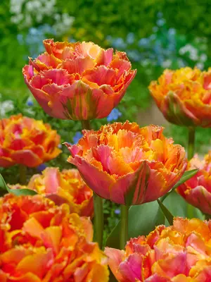 Link to Tulip Royal Centennial