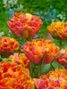 Tulip Royal Centennial
