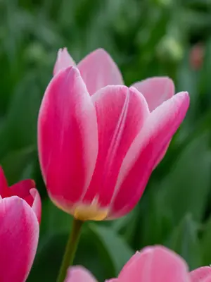 Link to Tulip Mandy's Choice