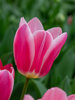 Tulip Mandy's Choice