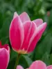 Tulip Mandy's Choice