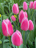 Tulip Mandy's Choice