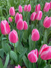 Tulip Mandy's Choice