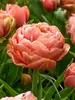 Tulip Copper Image