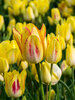 Tulip Sunshine Club