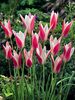 Tulip Clusiana