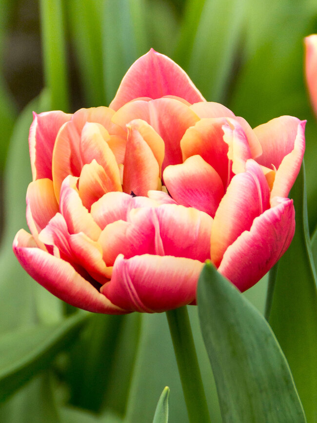 Tulip Columbus