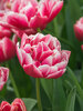 Tulip Columbus