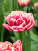 Tulip Columbus