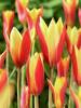 Tulip Chrysantha
