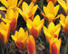 Tulip Chrysantha