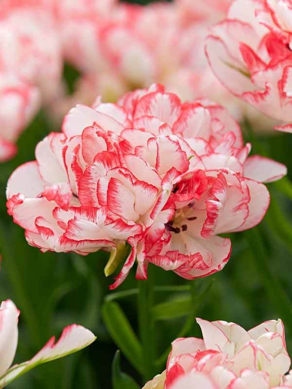 Tulip Cartouche