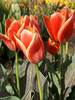 Tulip Calypso