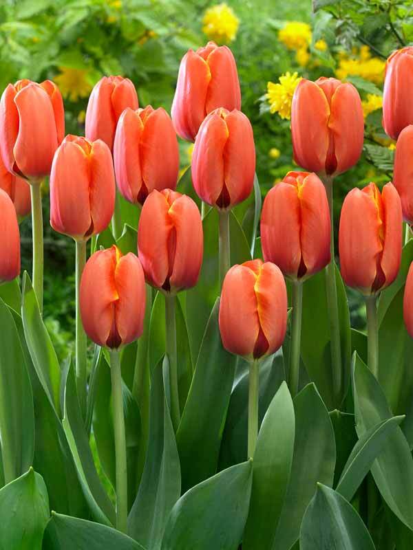 Tulip Darwi Orange