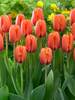 Tulip Darwi Orange