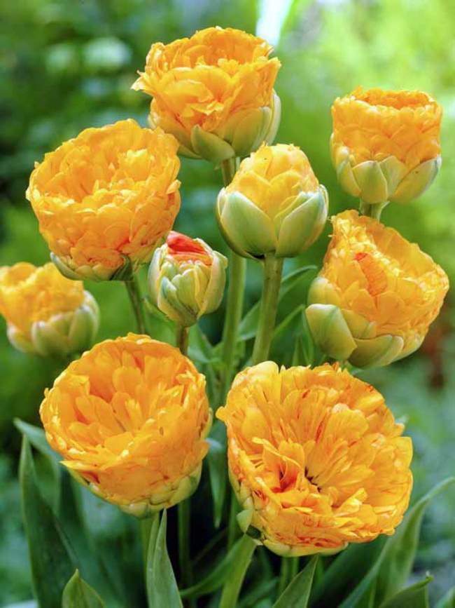 Tulip Double-Beauty-of-Apeldoorn