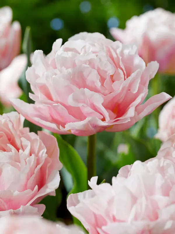 Tulip Dreamer