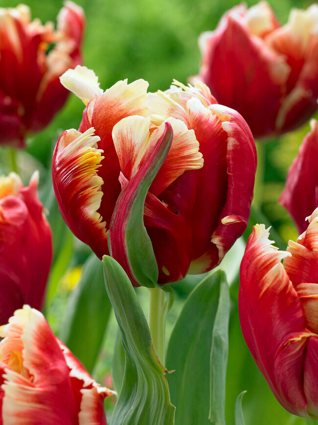 Tulip Dee Jay Parrot