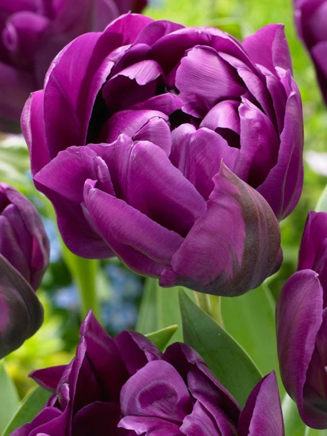 Tulip Double Negrita
