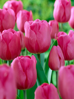 Tulip
