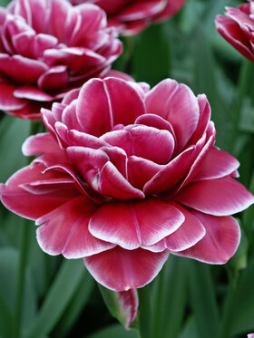 Photo of Tulip Dreamtouch