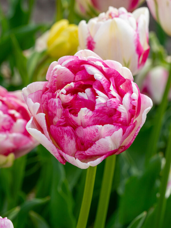 Tulip Double Shake