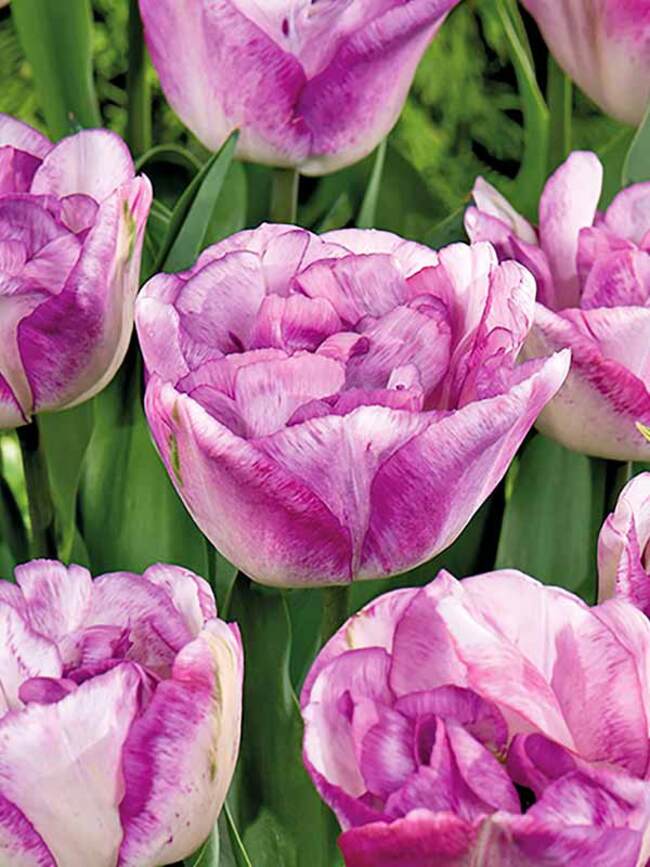 Tulip Double Shirley