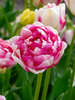 Tulip Double Shake