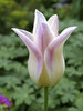 Tulip Elegant Lady