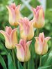 Tulip Elegant-Lady