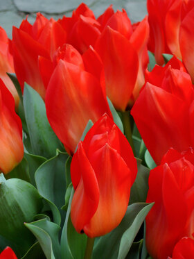 Photo of Tulip Red Emperor (X8)