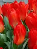 Tulip Red Emperor
