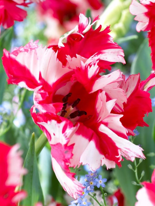 Tulip Estella Rijnveld | Bluestone Perennials